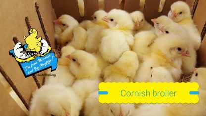 Cornish Cross Chicks