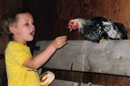 Our son feeding his pet Black Laced Silver Wyandotte young chicken rooster purchased from Cackle Hatchery®® in 2009. Karen, Fairfield, MT.