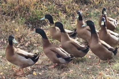 Khaki Campbell Ducks