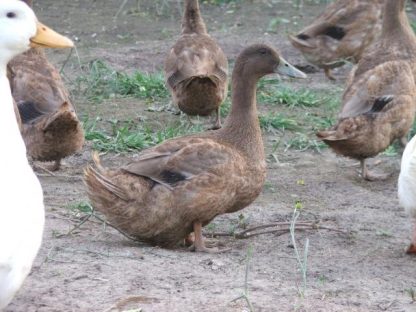 Khaki Campbell Ducks