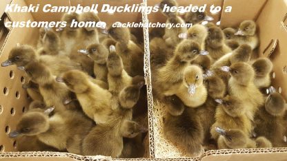 Khaki Campbell Ducklings