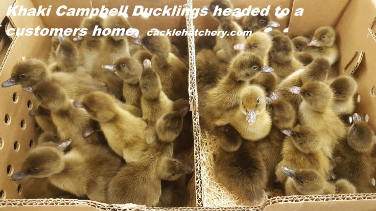 Khaki Campbell Ducklings