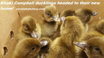Khaki Campbell Ducklings