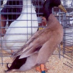 Khaki Campbell Duck Drake