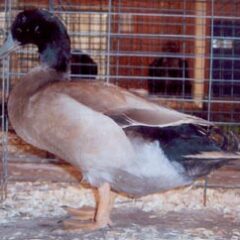 Khaki Campbell Duck Drake