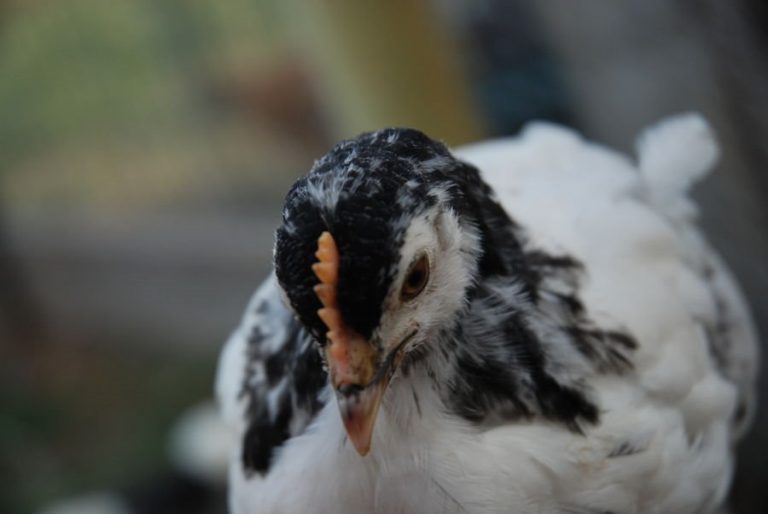 Lakenvelder Chicken