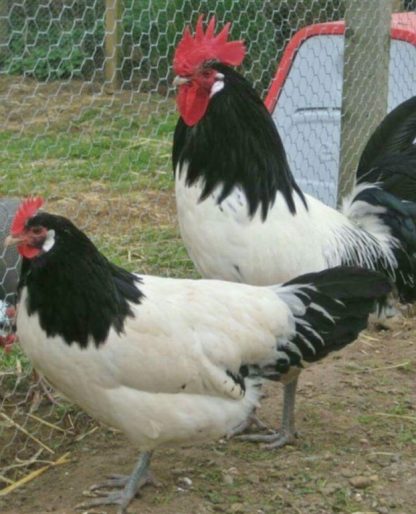Lakenvelder Chickens
