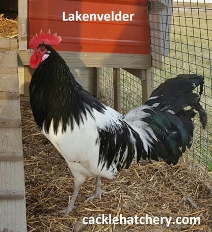 Lakenvelder Chickens online