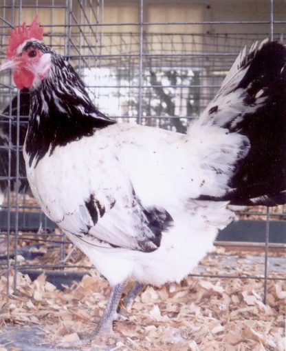 Lakenvelder Chicken Hen
