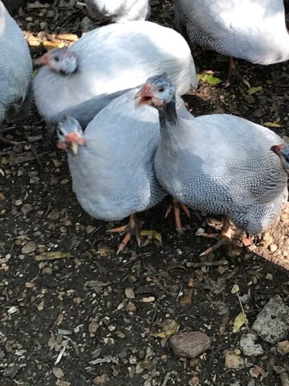 Lavender Guinea Debbie Pearson