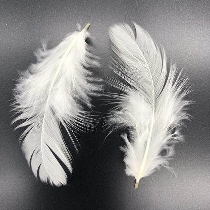 Light Brahma Feathers