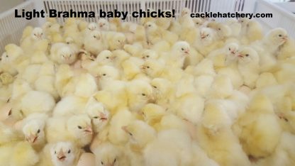 Light Brahma Chicks for sale