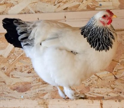 Light Brahma Chicken