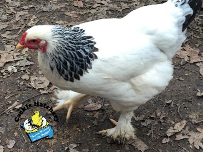 Light Brahma Chickens - Baby Chicks for Sale