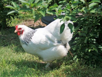 Light Brahma Chicken Photo By Bill Leonard