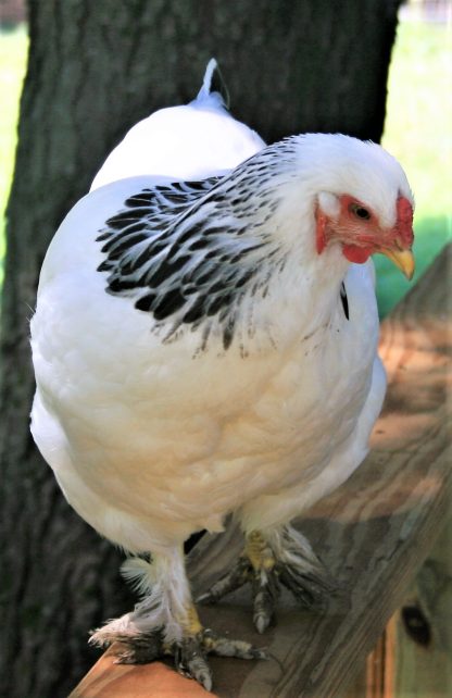 Light Brahma Chicken Photo By Bill Leonard