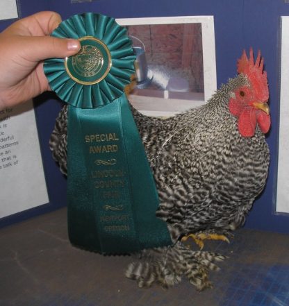 Thank you Cackle Hatchery®! Lincoln County Fair, Barred Cochin Bantam Rooster
