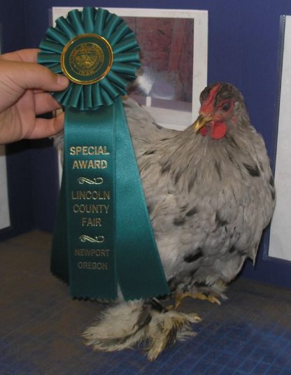 Blue/Splash Cochin Bantam Lincoln County Fair 2008