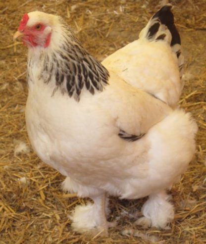 Light Brahma Chicken