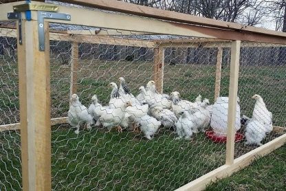 Light Brahma Chickens for Sale