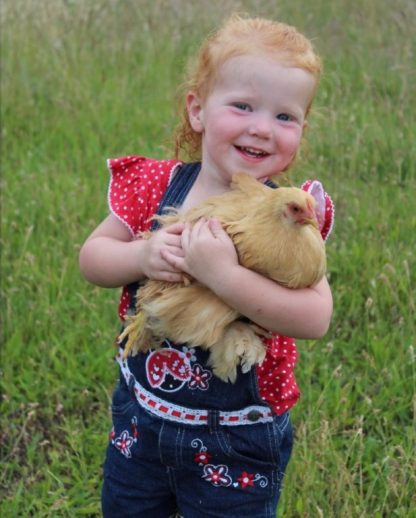 Buff Cochin Bantam