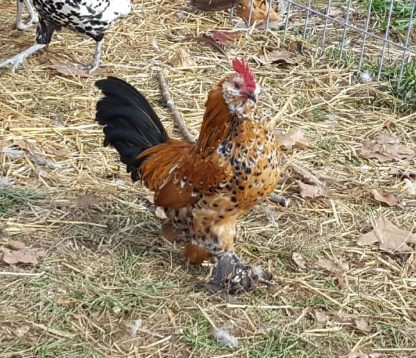 Mille Fleur D'uccle Bantam