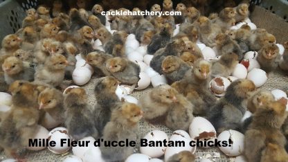 Mille Fleur D'uccle Bantam