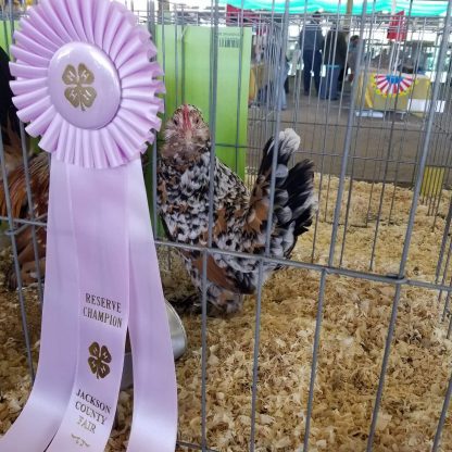 Mille Fleur D'uccle Bantam