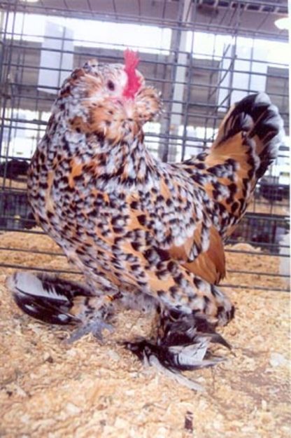 Mille Fleur D'uccle Bantam