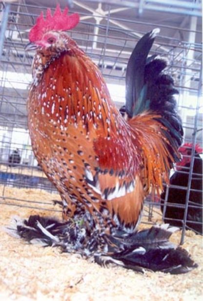 Mille Fleur D'uccle Bantam