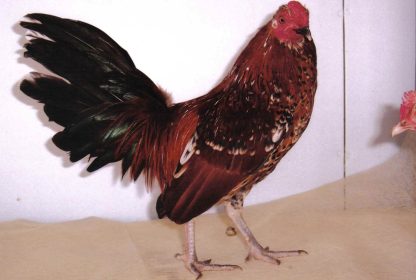 Mille Fleur Old English Game Bantam Rooster