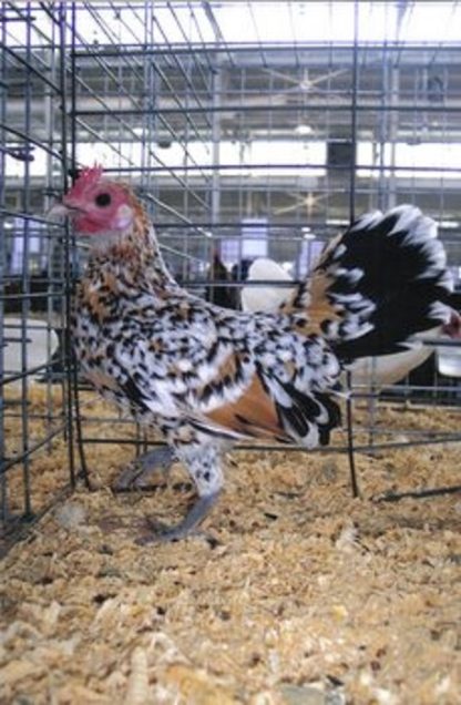 Mille Fleur Old English Game Bantam Chicken