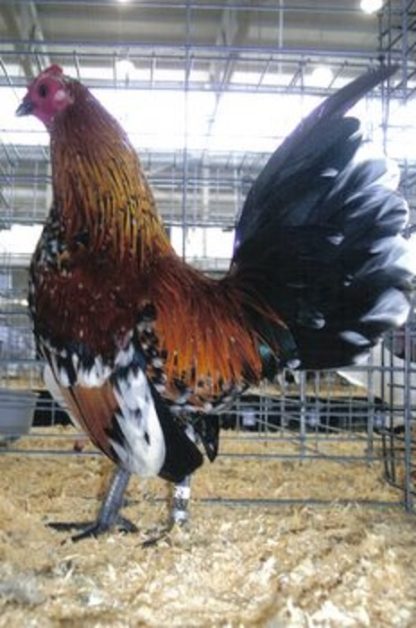 Mille Fleur Old English Game Bantam Chicken