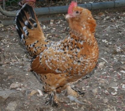 Mille Fleur D'uccle Bantam