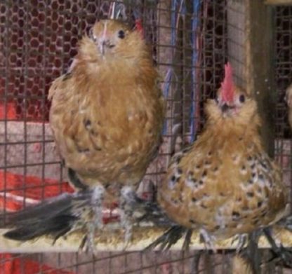 Mille Fleur D'uccle Bantam