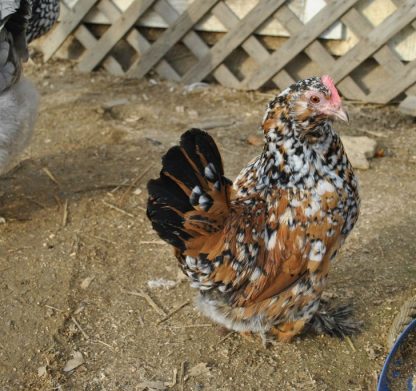 Mille Fleur D'uccle Bantam