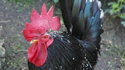 Mottled Japanese Bantam Rooster Chicken Head Shot