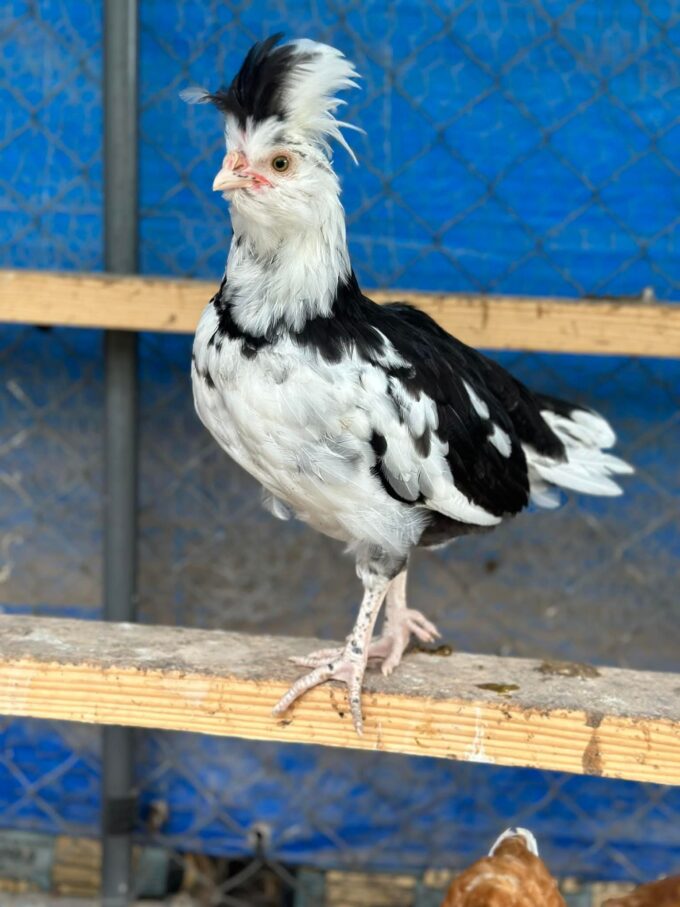 Mottled Houdan Chicken - Image 38
