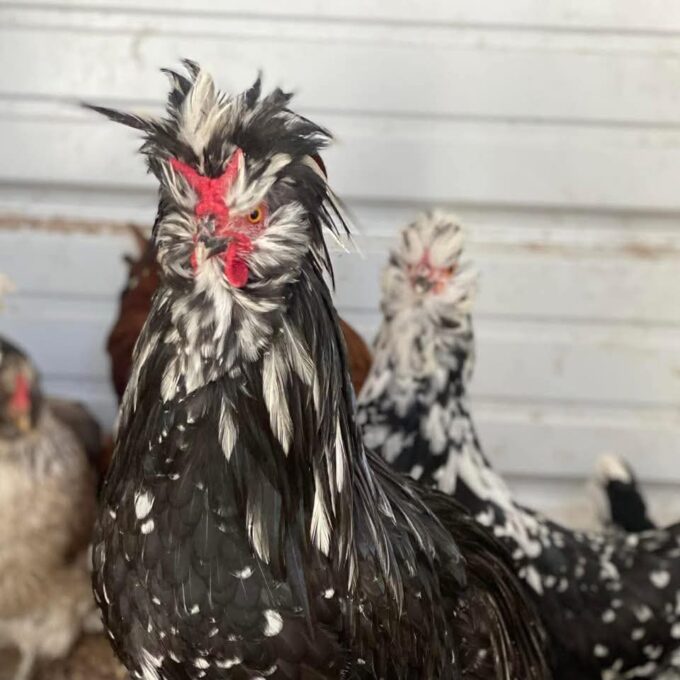 Mottled Houdan Chicken - Image 35