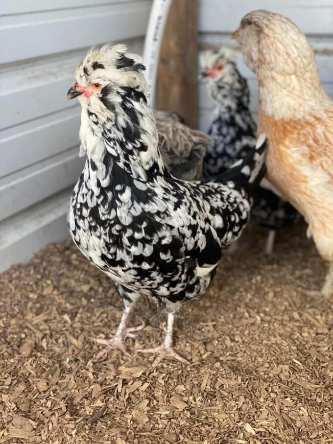 Mottled Houdan Chicken - Image 36