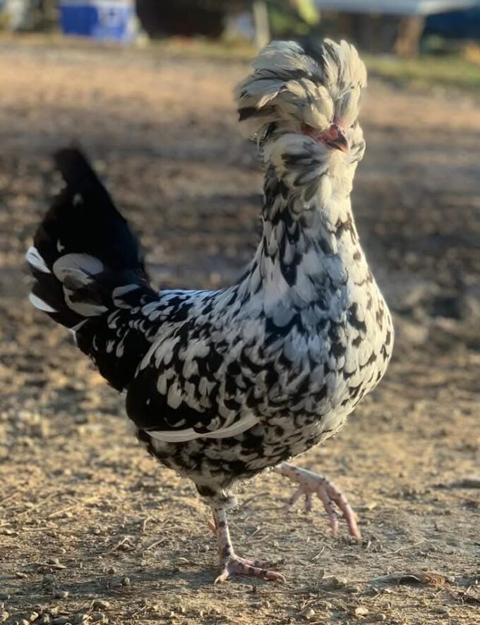 Mottled Houdan Chicken - Image 37