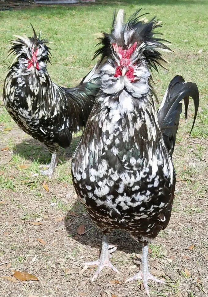 Mottled Houdan Chicken - Image 39