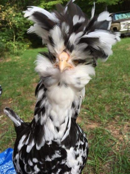 Mottled Houdan Chicken