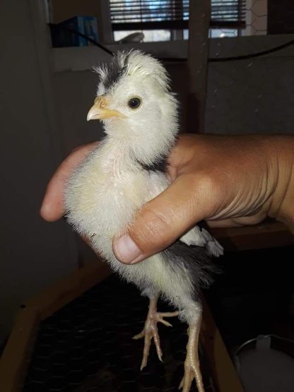 Mottled Houdan Chick