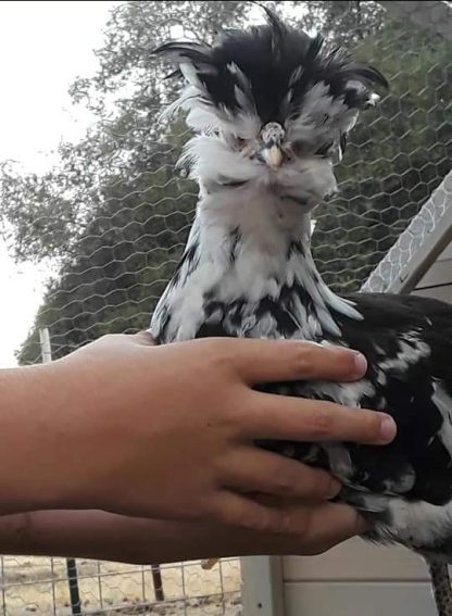 Mottled Houdan Chickens