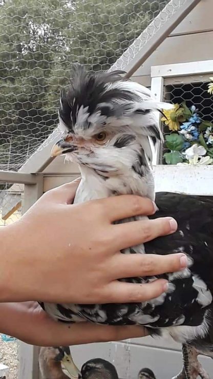 Mottled Houdan Chickens