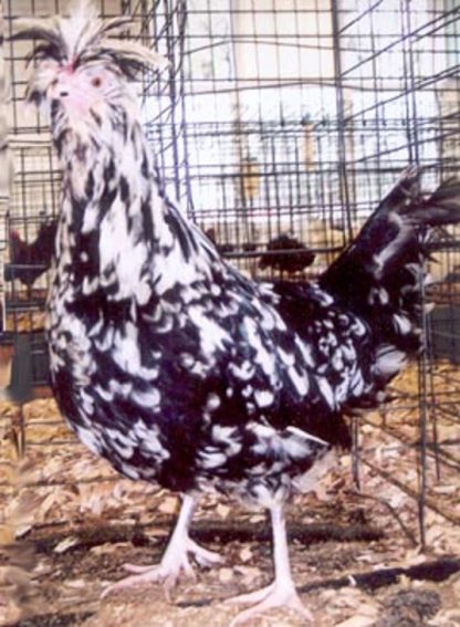 Mottled Houdan Chicken