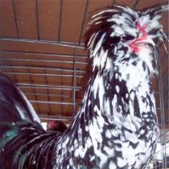 Mottled Houdan Chicken Rooster