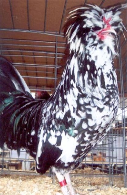 Mottled Houdan Chicken Rooster