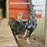 Mottled Houdan Chicken